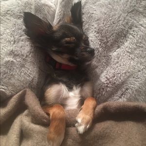 Stunning throw cashmere, alpaca, merino